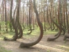 18. Οι παράξενοι κορμοί των δέντρων σε δάσος κοντά στην πόλη Gryfino, στην Πολωνία.