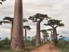 16. Avenue of Baobabs, Μαδαγασκάρη